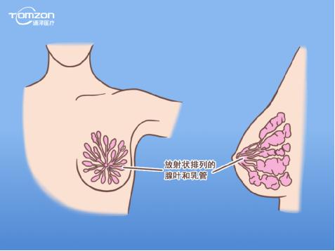 盆底康復治療儀能幫助女性乳房哪些問題？