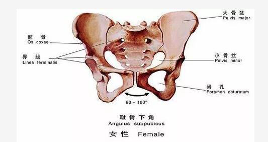 產(chǎn)后恢復(fù)