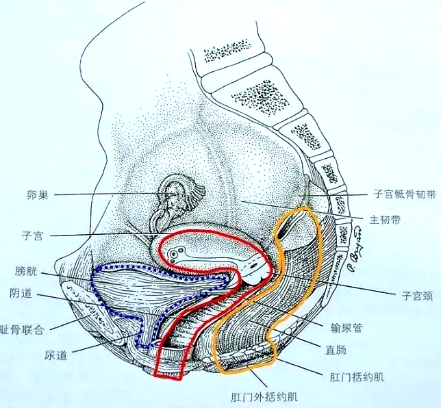 產(chǎn)后盆底肌怎么修復(fù)