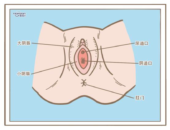 盆底康復(fù)治療儀.jpg